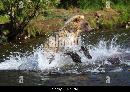 brown bear, grizzly bear, grizzly (Ursus arctos horribilis), catching salmon in the shallow water of a river, USA, Alaska Stock Photo