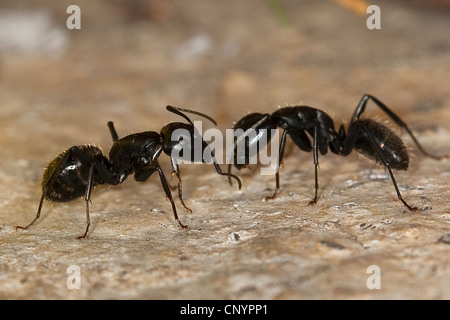 Oak carpenter ant (Camponotus vagus), two individuals palpating, Germany Stock Photo
