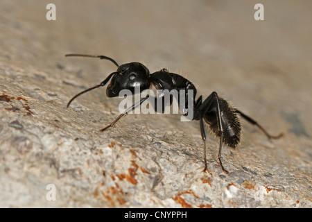 Oak carpenter ant (Camponotus vagus), on the ground, Germany Stock Photo