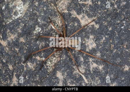 giant European house spider, giant house spider, larger house spider, cobweb spider (Tegenaria gigantea, Tegenaria atrica), male, Germany