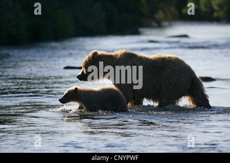 brown bear, grizzly bear, grizzly (Ursus arctos horribilis), female with a juvenile walking through the shallow water of a river, USA, Alaska Stock Photo