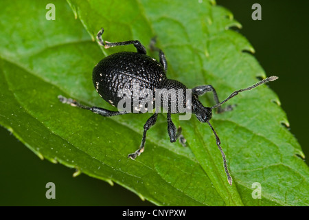 lightspotted snout weevil (Otiorhynchus gemmatus), sitting on a leaf, Germany Stock Photo