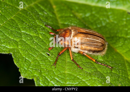 Summer chafer (Amphimallon solstitiale, Rhizotragus solstitialis), sitting on a leaf, Germany Stock Photo