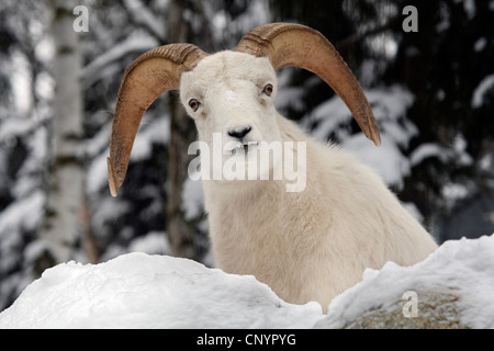 Dall's sheep, white sheep (Ovis dalli), in winter, USA, Alaska Stock Photo