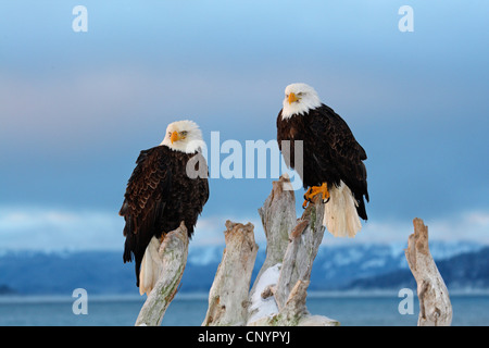 American bald eagle (Haliaeetus leucocephalus), two bald eagles sitting on a dead tree , USA, Alaska, Kenai Stock Photo