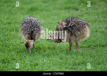 ostrich (Struthio camelus), two young Ostriches Stock Photo