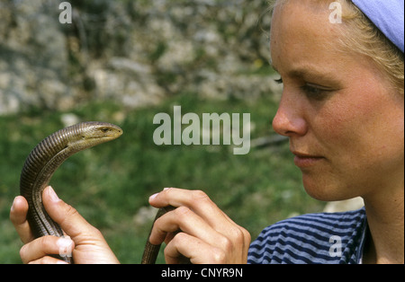 European glass lizard, armored glass lizard (Ophisaurus apodus, Pseudopus apodus), woman bashfully holding one of these harmless anguids in hands and looks it into the eyes Stock Photo