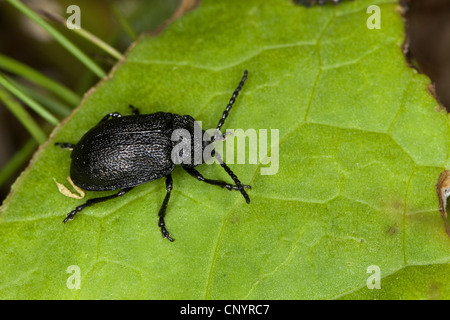 tansy beetle (Galeruca tanaceti), sitting on a leaf, Germany Stock Photo
