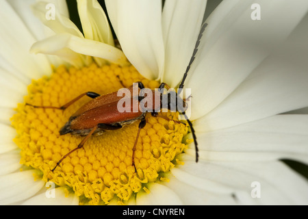 Red Longhorn Beetle (Anoplodera rubra, Stictoleptura rubra, Leptura rubra, Corymbia rubra, Aredolpona rubra), female on a daisy, Germany