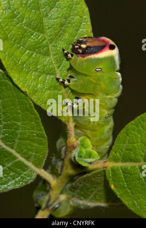puss moth (Cerura vinula), young caterpillar sitting at a leaf, Germany, Rhineland-Palatinate