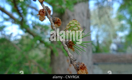 Japanese larch (Larix kaempferi), blooming cone, Germany Stock Photo