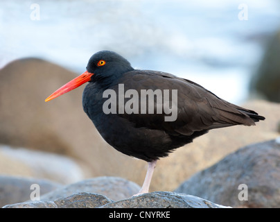 Black Oystercatcher feeding at low tide on the shores of Vancouver Island, British Columbia Canada.  SCO 8180 Stock Photo