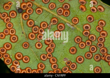 Oak leaf blister-gall cynipid wasp, Oakleaf silkbutton-spanglegall cynipid wasp, Silk button spangle gall (Neuroterus numismalis), galls on the lower side of an oak leaf, Germany Stock Photo