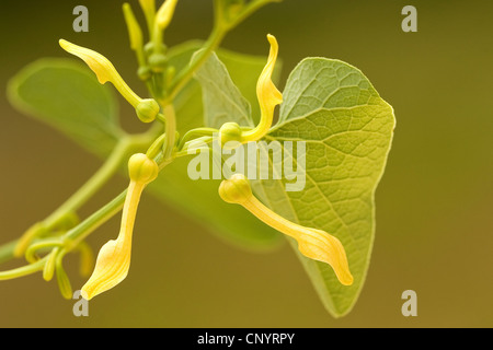 birthwort (Aristolochia clematitis), flowers, Germany, Rhineland-Palatinate Stock Photo