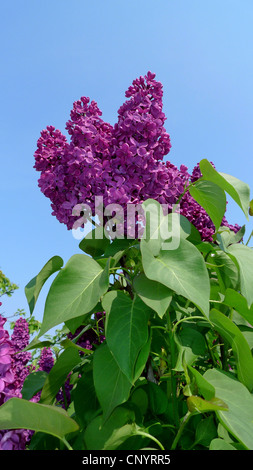 common lilac (Syringa vulgaris), blooming against blue sky Stock Photo