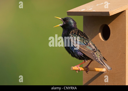 common starling (Sturnus vulgaris), nest box, singing, Germany Stock Photo