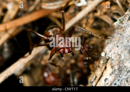Wood ant, Wood ants (Formica truncorum), mouthparts, Germany Stock Photo