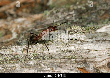 Wood ant, Wood ants (Formica truncorum), sitting on wood, Germany Stock Photo