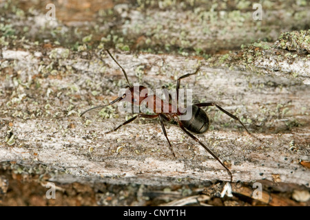 Wood ant, Wood ants (Formica truncorum), sitting on wood, Germany Stock Photo