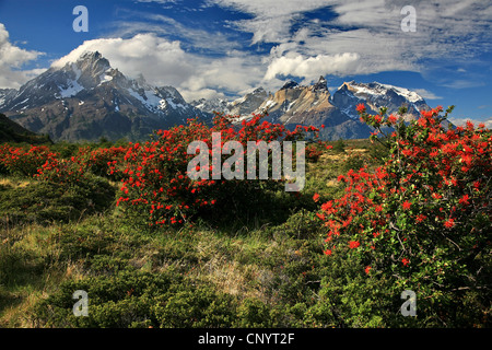 Chilean fire bush (Embothrium coccineum), at Torres del Paine Massiv, Chile, Torres del Paine National Park Stock Photo