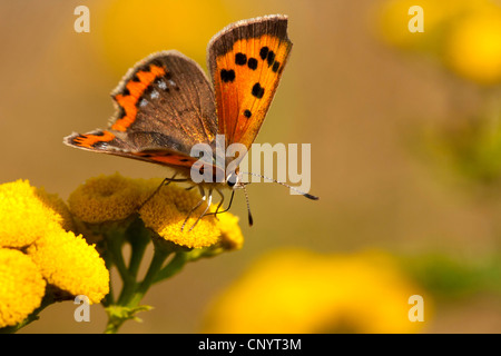 small copper (Lycaena phlaeas, Chrysophanus phlaeas), sitting on tansy blossoms sucking nectar, Germany, North Rhine-Westphalia Stock Photo