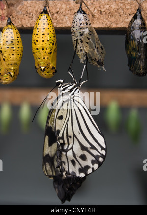 Recently hatched from its chrysalis, The Paper Kite, Rice Paper, or Large Tree Nymph butterfly. Stock Photo