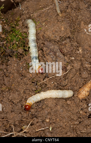 swift moths (Hepialidae), caterpillar in the ground, Germany Stock Photo