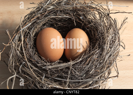 Two brown eggs in a bird's nest Stock Photo