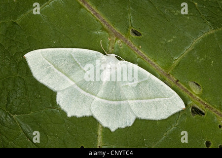 Light Emerald (Campaea margaritata), sitting on a leaf, Germany Stock Photo