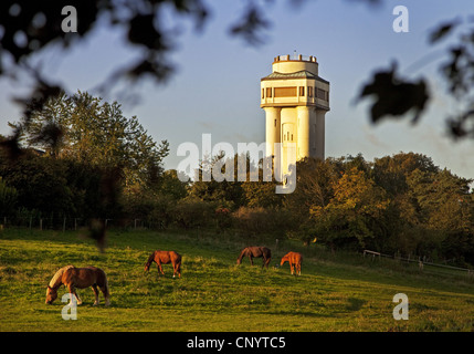 domestic horse (Equus przewalskii f. caballus), horses grazing in a pasture in front of the watertower Bommerholz, Germany, North Rhine-Westphalia, Ruhr Area, Witten Stock Photo