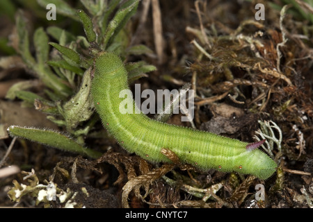 Narrow-bordered Bee Hawk-moth (Hemaris tityus, Haemorrhagia tityus, Hemaris scabiosae), caterpillar, Germany Stock Photo