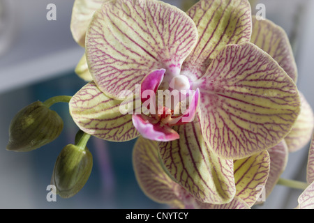 Butterfly Orchid, Phalaenopsis aphrodite. Stock Photo