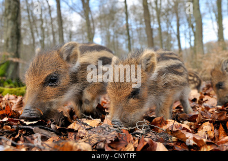 wild boar, pig, wild boar (Sus scrofa), runts burrowing through the ground, Germany Stock Photo