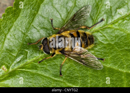 Deathskull Fly, Deathskull hoverfly (Myathropa florea), sitting on a leaf, Germany Stock Photo