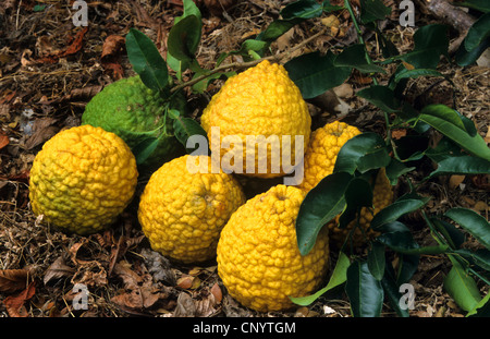citron (Citrus medica), lying on the ground, Costa Rica Stock Photo