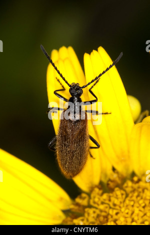 Lagria hirta (Lagria hirta), sitting on a flower, Germany Stock Photo