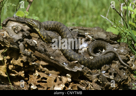 dice snake (Natrix tessellata), lying on a tree trunk, Germany Stock Photo