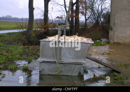 domestic fowl (Gallus gallus f. domestica), garbage container at a henhouse full of chickens having died during the fattening in a factory farm, Germany Stock Photo