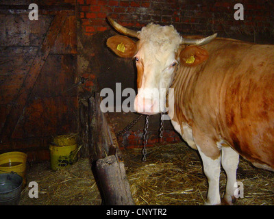 domestic cattle (Bos primigenius f. taurus), dairy cow chained up in the stable, Germany Stock Photo