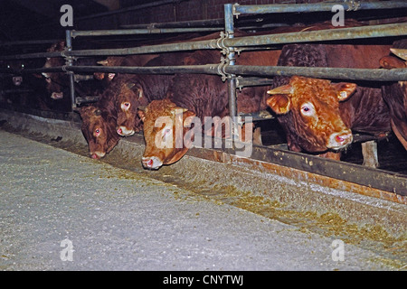 domestic cattle (Bos primigenius f. taurus), in a fattening farm, Germany Stock Photo
