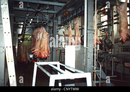 domestic pig (Sus scrofa f. domestica), a lot of slaughtered animals hanging down from a band conveyor in the slaughterhouse, Germany Stock Photo