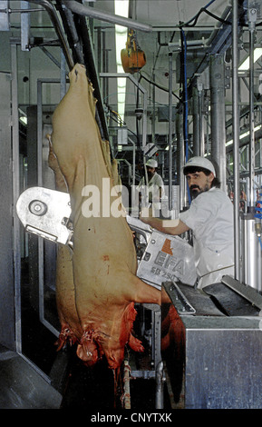 domestic pig (Sus scrofa f. domestica), slaughtered animals hanging down from a band conveyor in the slaughterhouse being dissected in two halves, Germany Stock Photo
