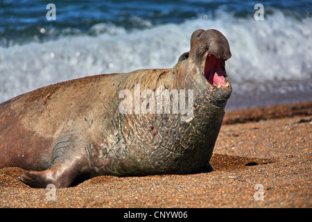southern elephant seal (Mirounga leonina), bull lying on the beach and roaring, Argentina, Valdes Peninsula Stock Photo