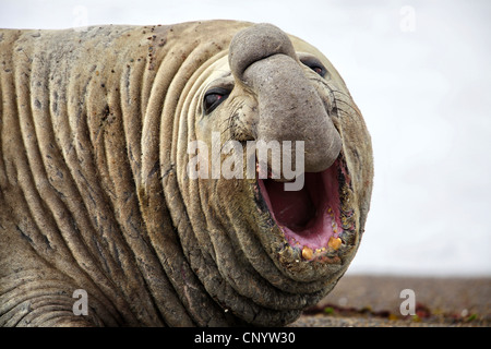 southern elephant seal (Mirounga leonina), bull lying on the beach and roaring, Argentina, Valdes Peninsula Stock Photo