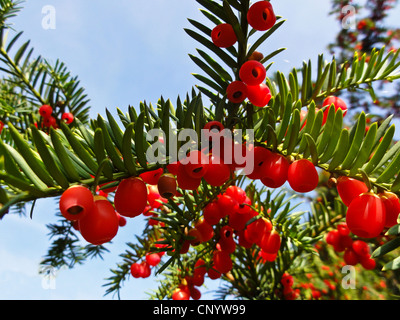 common yew (Taxus baccata), with red seeds on a branch, Germany Stock Photo