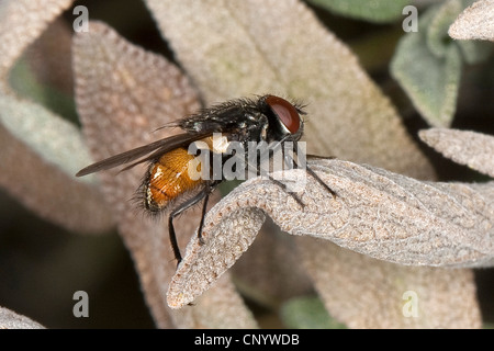 Face fly, Autumn house-fly (Musca autumnalis), male, Germany Stock Photo