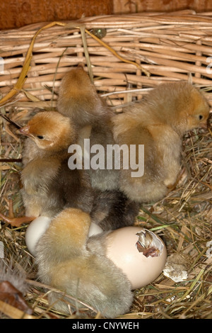 domestic fowl (Gallus gallus f. domestica), chiks in a nest hatching, Germany Stock Photo