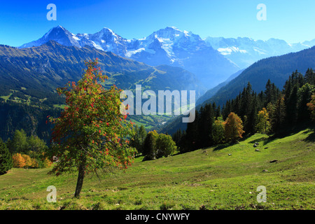 view from Sulwald (1594 m) over the Lauterbrunnental at the three mountains Ogre (Eiger, 3970 m), Monk (Moench, 4107 m) and Virgin (Jungfrau, 4158 m) dominating the Bernese Oberland, Switzerland, Bernese Oberland Stock Photo