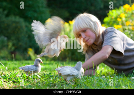 domestic fowl (Gallus gallus f. domestica), boy playing with chicks in a garden, Germany Stock Photo