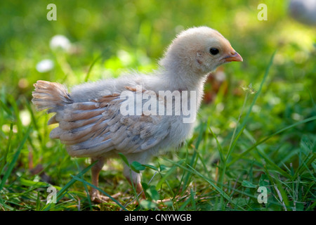 domestic fowl (Gallus gallus f. domestica), chick in a meadow, Germany Stock Photo